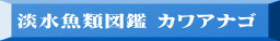 淡水魚類図鑑 カワアナゴ 